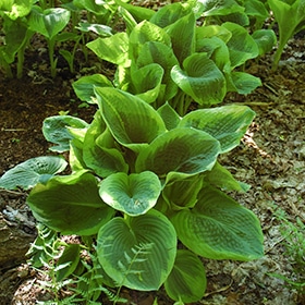 Frances Williams Hosta #1.5 gallon pot