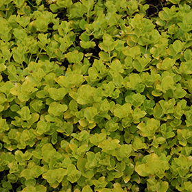Golden Creeping Jenny 3.25"/pint pot