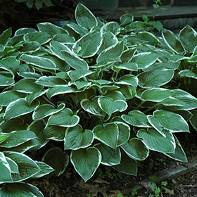 Francee Hosta #1 gallon pot
