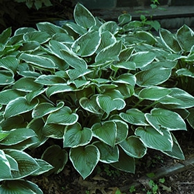 Francee Hosta #1.5 gallon pot