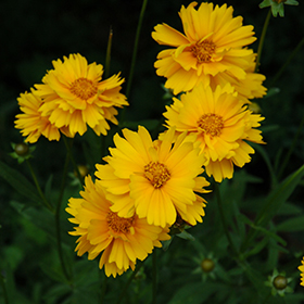 Early Sunrise Tickseed 4.25"/quart pot