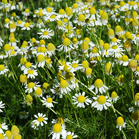 German Chamomile 3.25"/pint pot - Chef Jeff