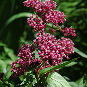 Swamp Milkweed 6" pot - Bring Back The Butterflies