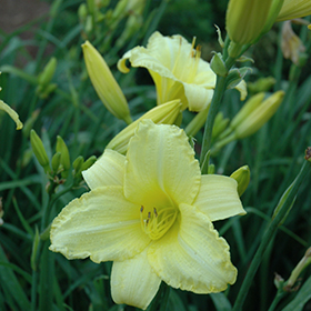 Happy Ever Appster Happy Returns Daylily #1 gallon pot