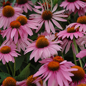 Magnus Coneflower #3 gallon pot