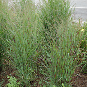 Shenandoah Reed Switch Grass #2 gallon pot