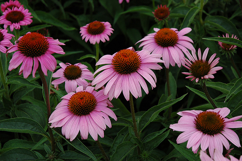 Bright Star&trade; Coneflower