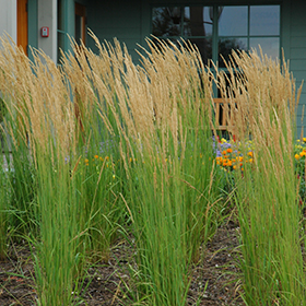 Karl Foerster Reed Grass #3 gallon pot