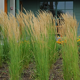 Karl Foerster Reed Grass #3 gallon pot