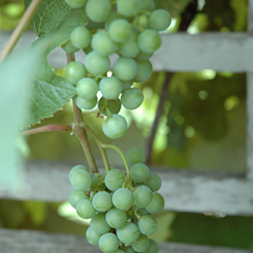 Edelweiss Grape #2 gallon pot - Hollybrook Farms
