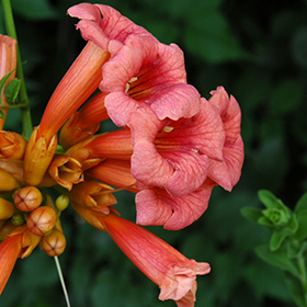 Trumpetvine #1 gallon pot