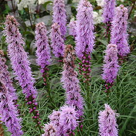 Kobold Blazing Star #1 gallon pot