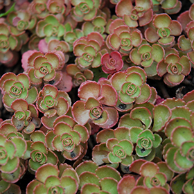 Fulda Glow Stonecrop 24-cell flat