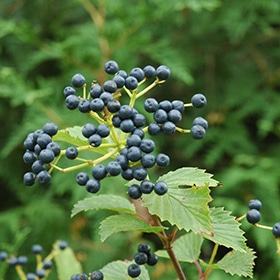 Blue Muffin Viburnum #7 gallon pot - Proven Winners