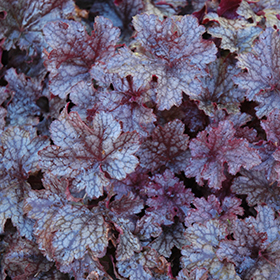 Plum Pudding Coral Bells 4.25"/quart pot