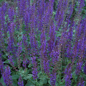 May Night Sage #2 gallon pot