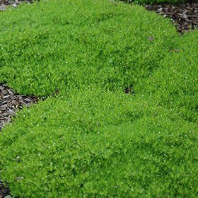 Irish Moss 24-cell flat