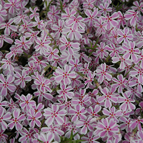 Candy Stripe Moss Phlox super 6-pack tray