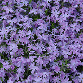 Emerald Blue Moss Phlox 4.25"/quart pot
