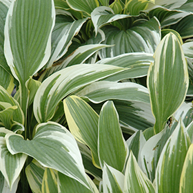 White-Variegated Hosta #2 gallon pot