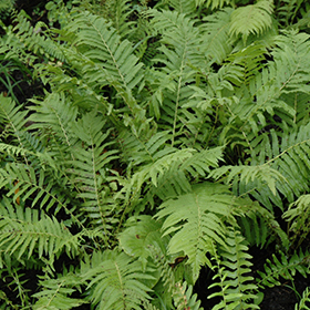 Christmas Fern #1 gallon pot