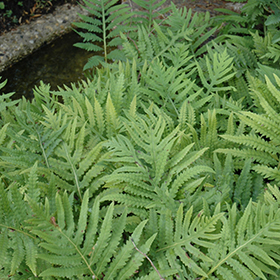Sensitive Fern #1 gallon pot