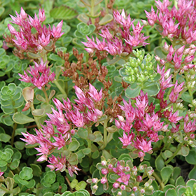 John Creech Stonecrop 24-cell flat