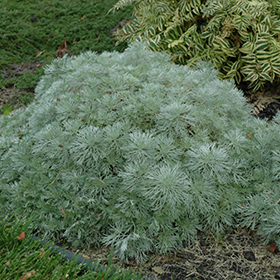 Silver Mound Artemesia #1 gallon pot