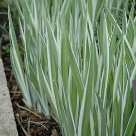 Variegated Japanese Flag Iris #2 gallon pot