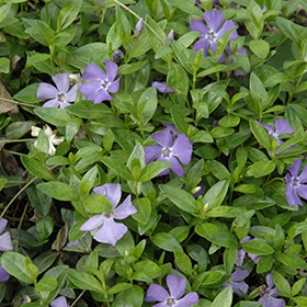 Common Periwinkle 38-cell flat