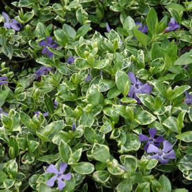 Ralph Shugert Periwinkle 24-cell flat