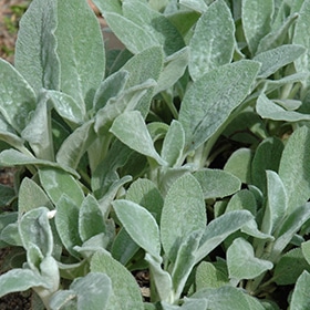 Helene Von Stein Lamb's Ears #1.5 gallon pot