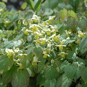 Yellow Barrenwort #2 gallon pot