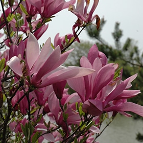 Ann Magnolia #7 gallon pot