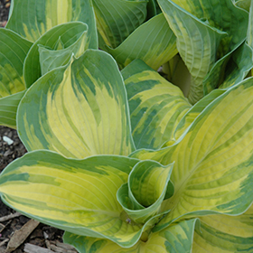 Great Expectations Hosta 4.25"/quart pot