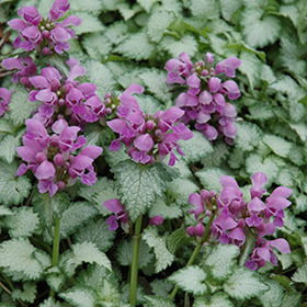 Orchid Frost Spotted Dead Nettle 3.25"/pint pot
