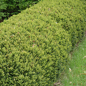 Green Gem Boxwood #5 gallon pot