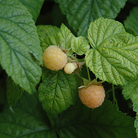 Fall Gold Raspberry 6" pot - Chef Jeff
