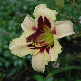 Moonlit Masquerade Daylily #2 gallon pot