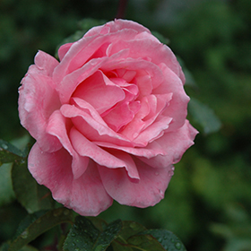 Queen Elizabeth Rose #3 gallon pot