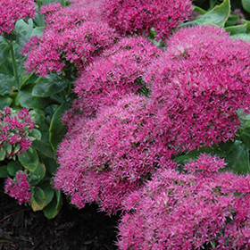 Neon Stonecrop #1 gallon pot