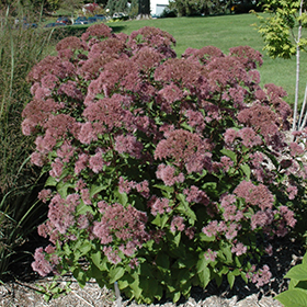 Little Joe Dwarf Joe Pye Weed #2 gallon pot
