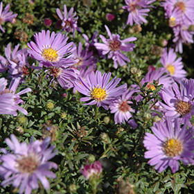 Woods Light Blue Aster #1 gallon pot