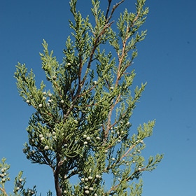 Hetz Columnar Juniper #7 gallon pot - 4' height