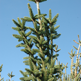 Columnar Norway Spruce #15 gallon pot