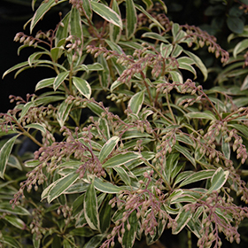 Flaming Silver Japanese Pieris #3 gallon pot