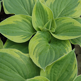 Wide Brim Hosta 4.25"/quart pot