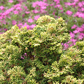 Verdon Dwarf Hinoki Falsecypress #1 gallon pot