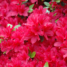 Hino Crimson Azalea #1 gallon pot