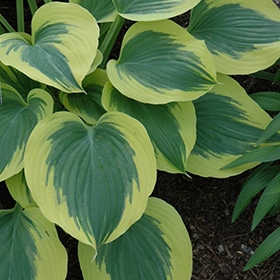 Liberty Hosta #1 gallon pot